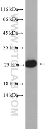 HMGB3 Antibody in Western Blot (WB)