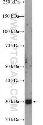 PEX26 Antibody in Western Blot (WB)