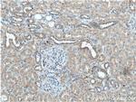 Kininogen 1 Antibody in Immunohistochemistry (Paraffin) (IHC (P))