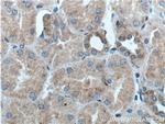 Kininogen 1 Antibody in Immunohistochemistry (Paraffin) (IHC (P))