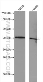 Kininogen 1 Antibody in Western Blot (WB)