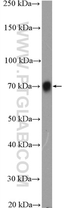 Poliovirus receptor Antibody in Western Blot (WB)