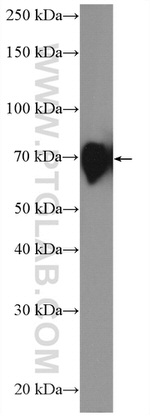 Poliovirus receptor Antibody in Western Blot (WB)