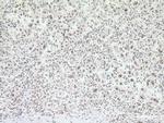 NDNL2 Antibody in Immunohistochemistry (Paraffin) (IHC (P))