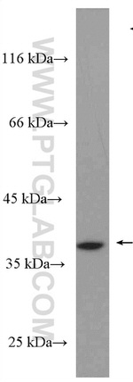 NDNL2 Antibody in Western Blot (WB)