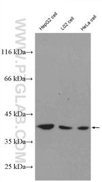 NDNL2 Antibody in Western Blot (WB)