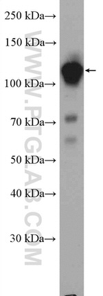 GTF3C2 Antibody in Western Blot (WB)