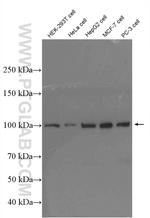 GTF3C2 Antibody in Western Blot (WB)