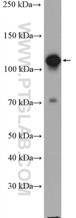 GTF3C2 Antibody in Western Blot (WB)