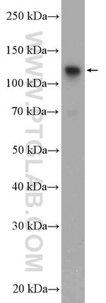 GTF3C2 Antibody in Western Blot (WB)