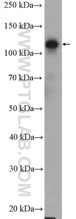 GTF3C2 Antibody in Western Blot (WB)