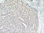 MOCS3 Antibody in Immunohistochemistry (Paraffin) (IHC (P))