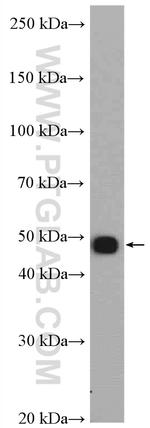 MOCS3 Antibody in Western Blot (WB)