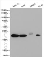 JAB1 Antibody in Western Blot (WB)