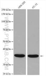 JAB1 Antibody in Western Blot (WB)