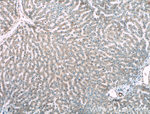 KLK15 Antibody in Immunohistochemistry (Paraffin) (IHC (P))