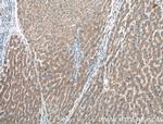 KLK15 Antibody in Immunohistochemistry (Paraffin) (IHC (P))