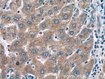 KLK15 Antibody in Immunohistochemistry (Paraffin) (IHC (P))