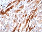 Glutamine Synthetase/GLUL Antibody in Immunohistochemistry (Paraffin) (IHC (P))