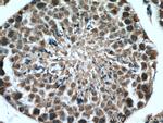 USP29 Antibody in Immunohistochemistry (Paraffin) (IHC (P))