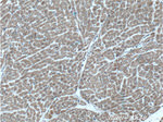 SYNDIG1 Antibody in Immunohistochemistry (Paraffin) (IHC (P))