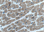 SYNDIG1 Antibody in Immunohistochemistry (Paraffin) (IHC (P))