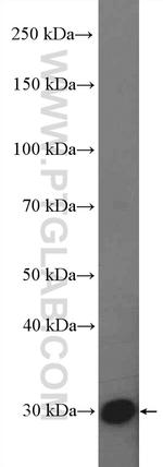 SYNDIG1 Antibody in Western Blot (WB)