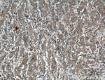 Galectin-4 Antibody in Immunohistochemistry (Paraffin) (IHC (P))