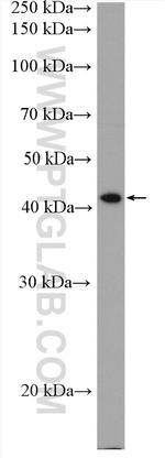 C1GALT1 Antibody in Western Blot (WB)