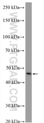 C1GALT1 Antibody in Western Blot (WB)