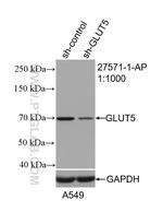 GLUT5 Antibody in Western Blot (WB)