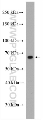 GLUT5 Antibody in Western Blot (WB)