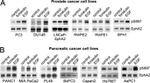 EphA2 Antibody in Western Blot (WB)