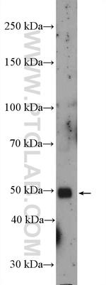 TMEM119 Antibody in Western Blot (WB)