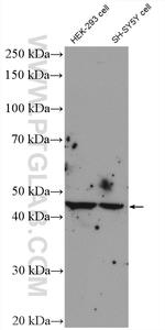 TMEM119 Antibody in Western Blot (WB)