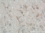 TMEM119 Antibody in Immunohistochemistry (Paraffin) (IHC (P))