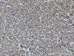 RACK1/GNB2L1 Antibody in Immunohistochemistry (Paraffin) (IHC (P))