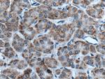 RACK1/GNB2L1 Antibody in Immunohistochemistry (Paraffin) (IHC (P))