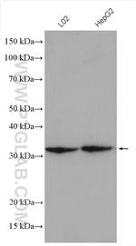 RACK1/GNB2L1 Antibody in Western Blot (WB)