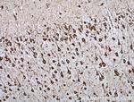 TREM2 Antibody in Immunohistochemistry (Paraffin) (IHC (P))