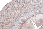 OPRM1 Antibody in Immunohistochemistry (Paraffin) (IHC (P))