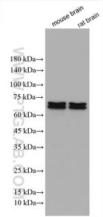 OPRM1 Antibody in Western Blot (WB)