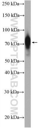 CRTC1 Antibody in Western Blot (WB)