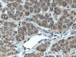 TAPT1 Antibody in Immunohistochemistry (Paraffin) (IHC (P))