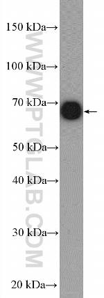 TAPT1 Antibody in Western Blot (WB)