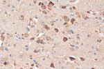 GRIN1 Antibody in Immunohistochemistry (Paraffin) (IHC (P))