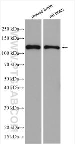 GRIN1 Antibody in Western Blot (WB)