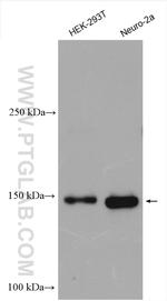 TIAM1 Antibody in Western Blot (WB)