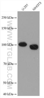 FTSJD2 Antibody in Western Blot (WB)