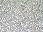 ABCG5 Antibody in Immunohistochemistry (Paraffin) (IHC (P))